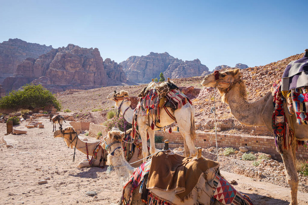 Σελωμένες καμήλες περιμένουν όρθια και σκύβουν για μια τουριστική βόλτα στο διάσημο φαράγγι της Πέτρας, στην Ιορδανία. - Φωτογραφία, εικόνα