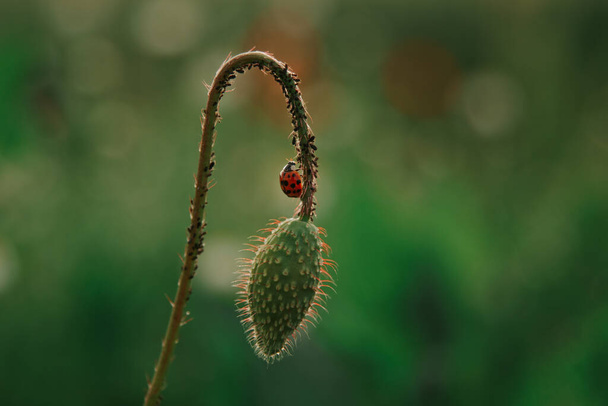ladybug on a poppy - Photo, Image