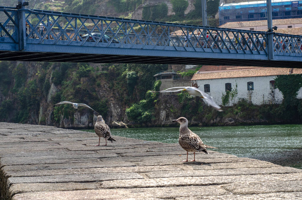 Gull  close-up in Porto city Portugal - Foto, imagen