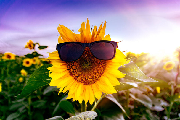 Tenue de tournesol d'été en lunettes de soleil noires. Tournesol jaune sur ciel bleu et tournesol - Photo, image