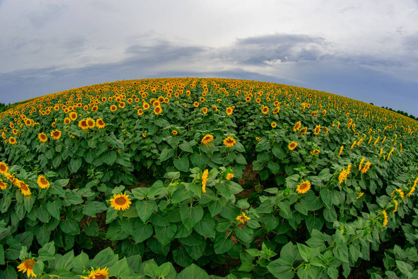 sunflower in a field of sunflowers under a blue sky - Photo, Image