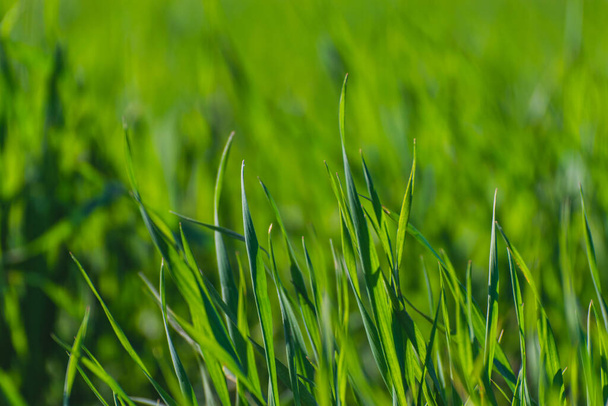 the green grass texture - Foto, Imagen