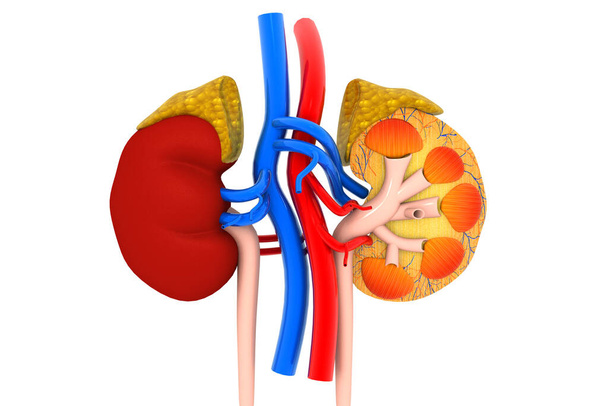 Menselijke nier doorsnede op witte achtergrond.3d illustratie  - Foto, afbeelding