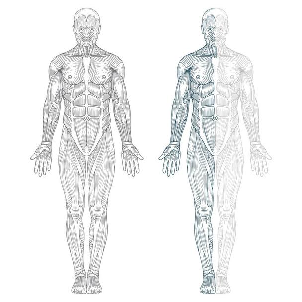 Anatomie humaine. anatomie du corps humain dessinée à la main. Corps masculin croquis du système musculaire dessin. Partie de l'ensemble. - Vecteur, image