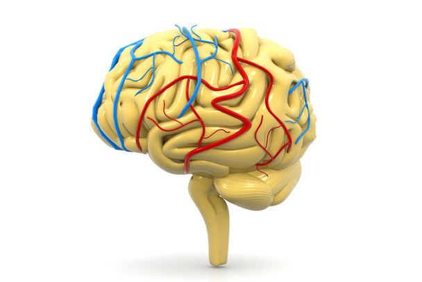 Ανθρώπινο μυαλό σε λευκό φόντο.3D εικονογράφηση  - Φωτογραφία, εικόνα