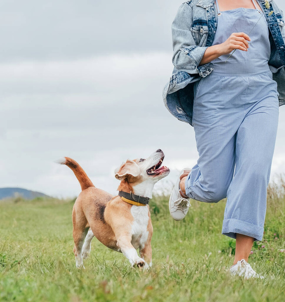 Happy smiling beagle dog running and gazing at owner female's eyes jogging with him. Walking by meadow grass path in nature with pets, healthy active people lifestyle concept image. - Photo, image