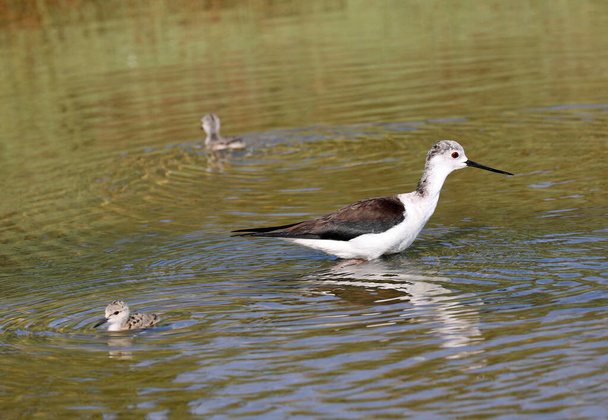 Pássaro chamado estilhaço de asas pretas na água da lagoa com duas galinhas
 - Foto, Imagem