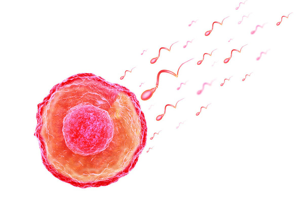 sperm and egg cell - Photo, Image