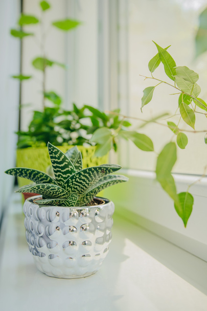 Indoor plants on the windowsill. Light background - Photo, Image