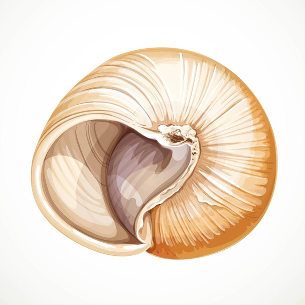 Realistic round vector object seashell isolated on white background - Wektor, obraz