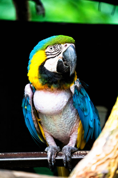 Сине-жёлтый ара или араун с жёлтым и синим оперением
 - Фото, изображение