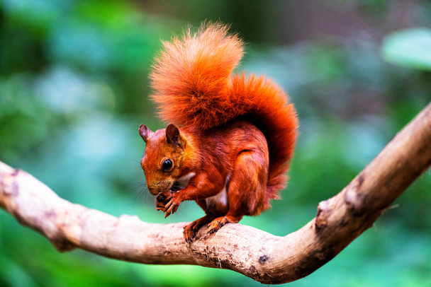 Rotes Eichhörnchen auf einem Baum im kolumbianischen Regenwald, Kolumbien, Südamerika - Foto, Bild