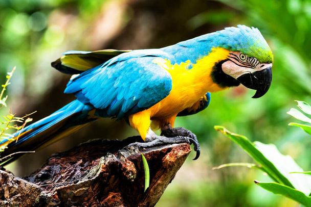 Сине-жёлтый ара или араун с жёлтым и синим оперением
 - Фото, изображение