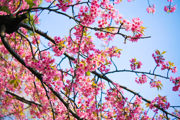 美しい白桜 (さくら) は、日本で撮影 - 写真・画像