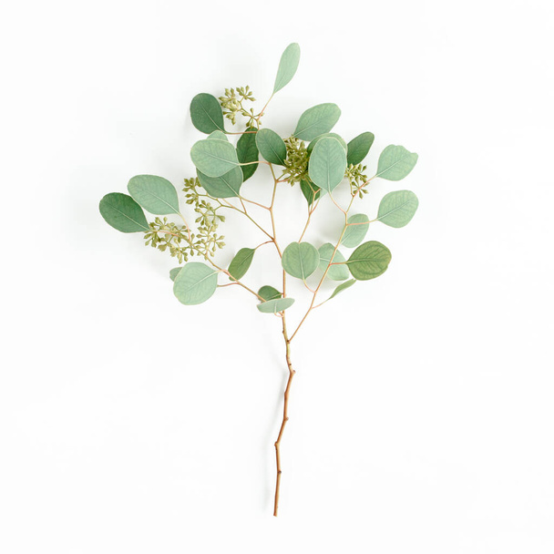 Green eucalyptus tree from branches and leaves with fruits in the form of berries on white background. flat lay, top view. floral concept - Photo, Image