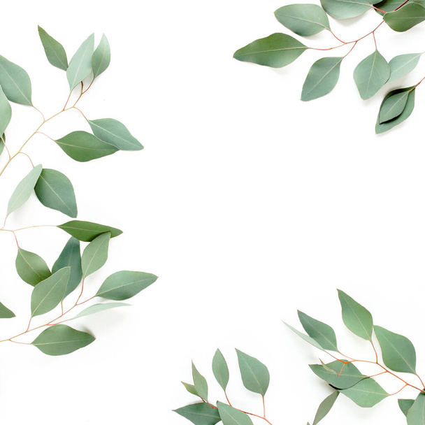 Frame made of green leaves eucalyptus populus isolated on white background with empty space for text. Flat lay, top view - 写真・画像