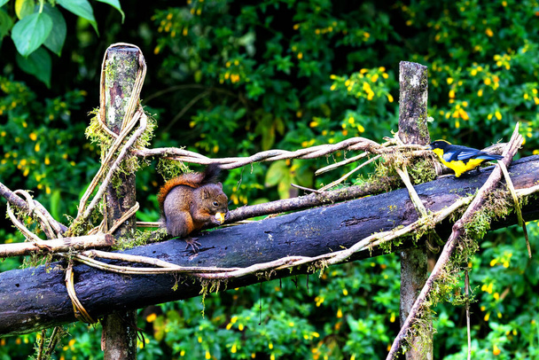 Червона білка на дереві в екваторіальних лісах Колумбії (Південна Америка). - Фото, зображення