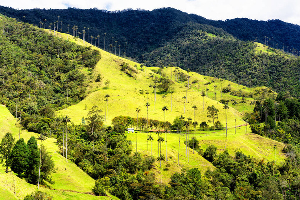 Paisagem de palmeiras de cera (Ceroxylon quindiuense) no Vale do Cocora ou Valle de Cocora, na Colômbia, perto da cidade de Salento, América do Sul
 - Foto, Imagem
