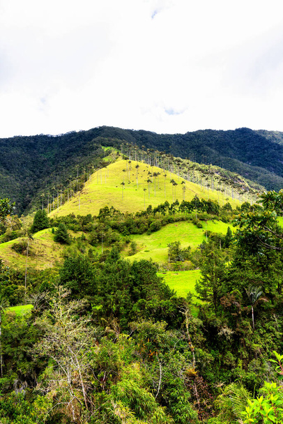 Güney Amerika 'nın Salento kasabası yakınlarındaki Kolombiya' da Cocora Vadisi veya Valle de Cocora 'da balmumu palmiye ağaçları (Ceroxylon quindiuense) manzarası - Fotoğraf, Görsel