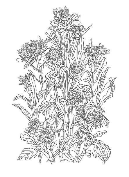 Ink hand Drawing illustration of aster flower with leaves - Foto, immagini