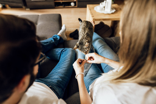 ソファの上で愛らしい猫と若いカップルの後部ビュー。猫に餌をやる幸せな家族 - 写真・画像