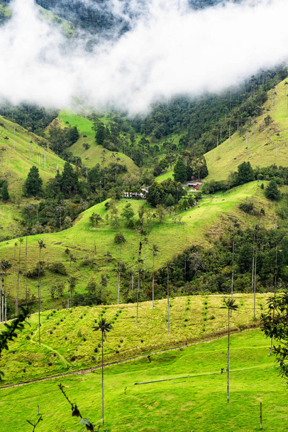 Paysage de palmiers à cire (Ceroxylon quindiuense) dans la vallée de Cocora ou Valle de Cocora en Colombie près de Salento, Amérique du Sud - Photo, image