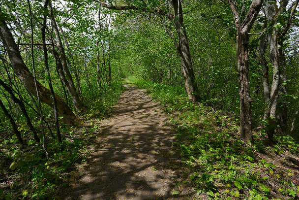forest path on a beautiful spring day - Fotoğraf, Görsel