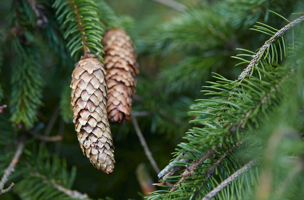 handing cones on a spruce tree - Foto, Bild