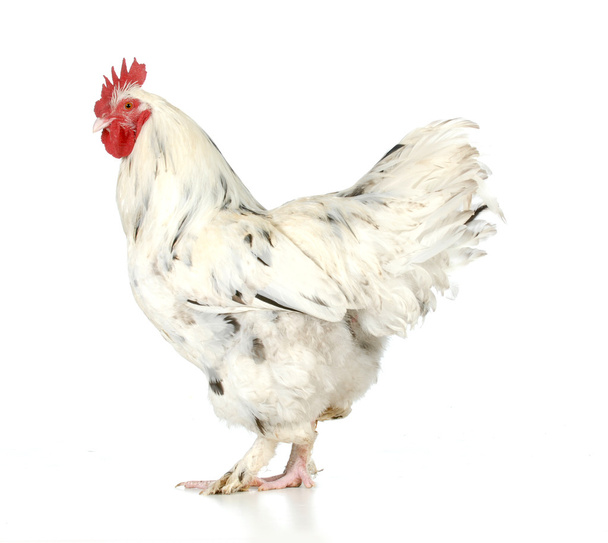 rooster - Φωτογραφία, εικόνα