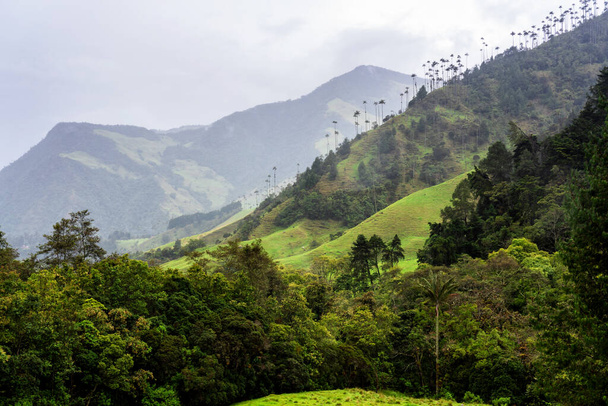 Paisagem de palmeiras de cera (Ceroxylon quindiuense) no Vale do Cocora ou Valle de Cocora, na Colômbia, perto da cidade de Salento, América do Sul
 - Foto, Imagem