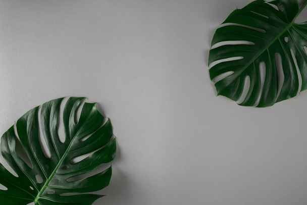 Closeup view of two monstera leaves. Abstract nature background. - Foto, Imagem