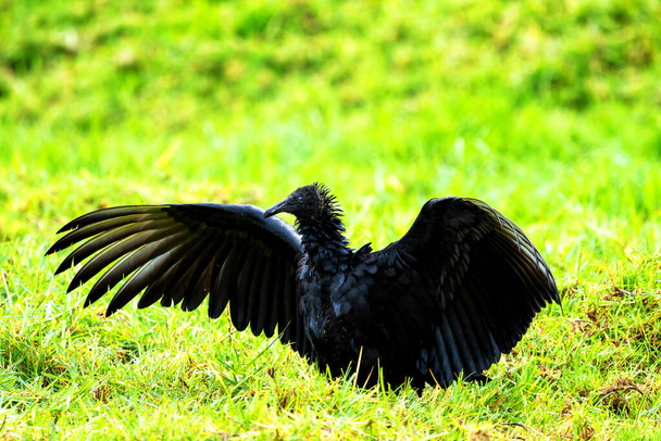 Cathartidae aura coragyps atratus, black vulture in Colombia, South America - Photo, Image