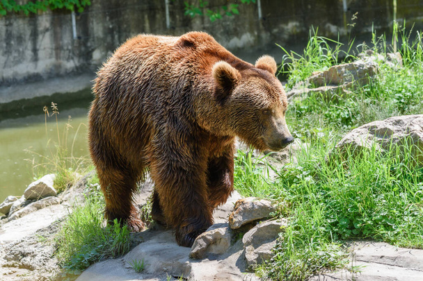Big Brown Bear en el zoológico
. - Foto, imagen