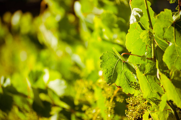 La lumière du soleil brille à travers les feuilles de vigne - Photo, image