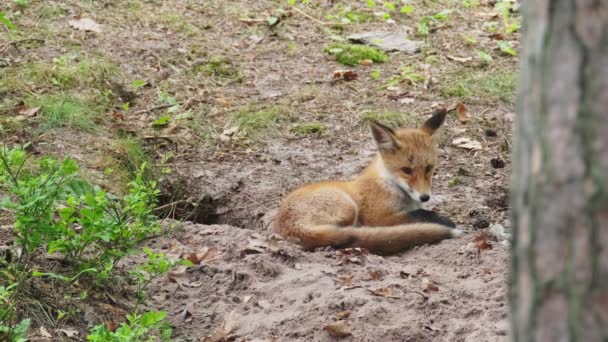 Cautious fox resting near lair - Footage, Video