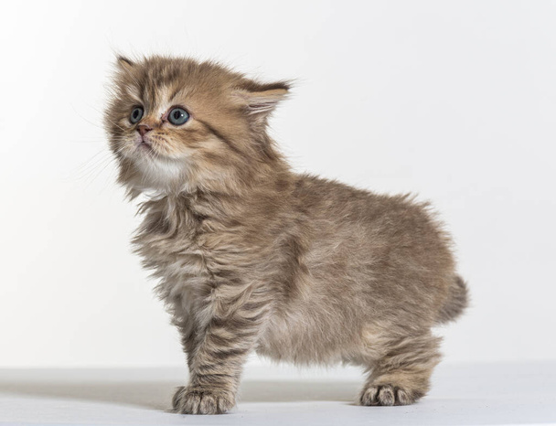 british longhair kitten on a white paper background - Photo, Image