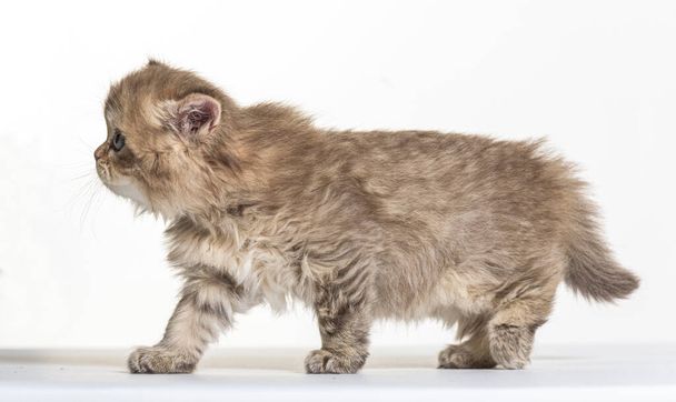 british longhair kitten on a white paper background - Photo, Image