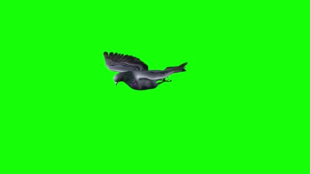 Kyyhkynen lennossa ja liukuva vaihe - vihreä ruutu - Materiaali, video