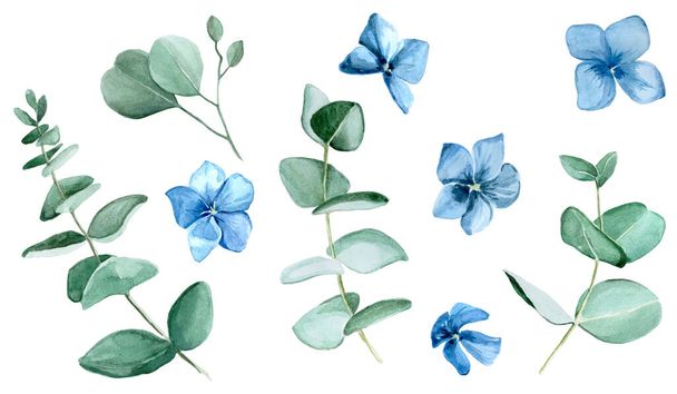 Rysunek akwareli. zestaw liści eukaliptusa i niebieskich kwiatów hortensji odizolowanych na białym tle. delikatny rysunek niebieskich kwiatów i eukaliptusa klip sztuka dla dekoracji ślubnych karty zaproszenie - Zdjęcie, obraz