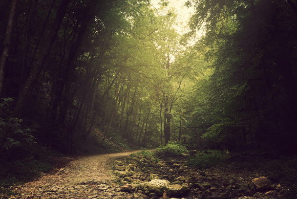Weg in den Wald - Foto, Bild