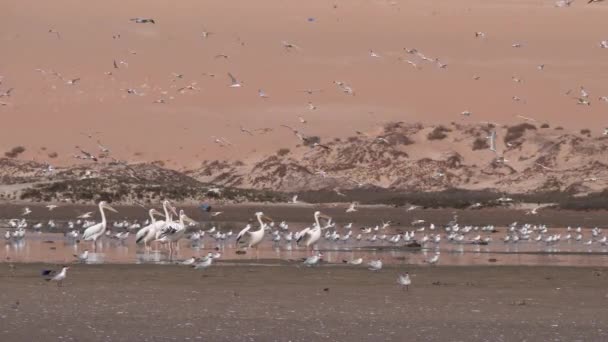 Groep sterns vogels en pelikaan op het strand van het schiereiland Nouadhibou in Mauritanië Afrika - Video