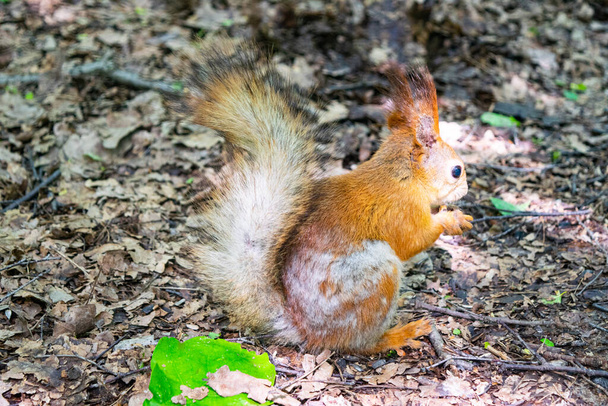 Młoda czerwona wiewiórka szuka upadłych orzechów w lesie. - Zdjęcie, obraz
