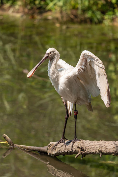 Eurasian common spoonbill opens wings on a tree branch in a pond, image of white bird with large flat beak - Φωτογραφία, εικόνα