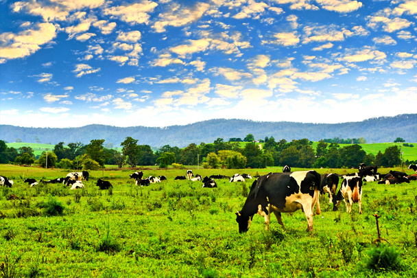 Vacas no prado verde
 - Foto, Imagem