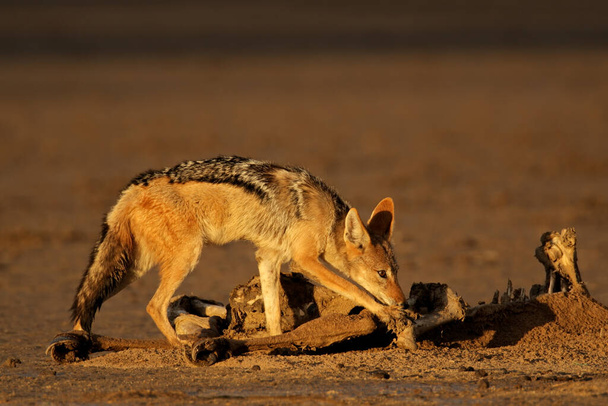 Black-backed jackals (Canis mesomelas) scavenging the remains of an antelope, Kalahari, South Africa - Foto, immagini