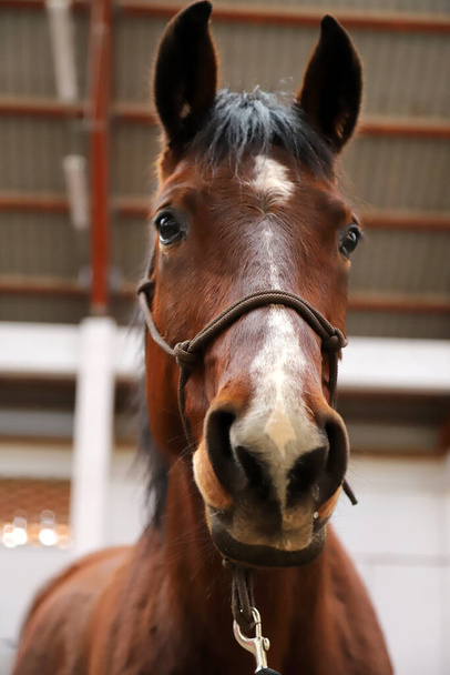 School horse event in indoor riding ground. Head shot close up of a horse during training coaching event - Photo, Image