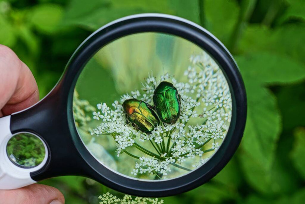 чорний збільшувач в руці збільшує двокольорових жуків на білій квітці на зеленому фоні в природі
 - Фото, зображення