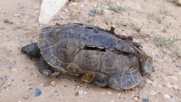 Repül a halál marokkói teknős körül Meski Marokkóban, Afrikában - Felvétel, videó