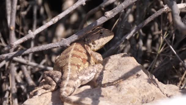 Agama impalearis auf einem Felsen in Marokko, Afrika - Filmmaterial, Video