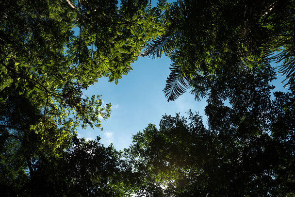 Κάτω προς τα πάνω άποψη του μπλε ουρανό πλαισιώνεται από φύλλα δέντρων και φοίνικες, σε ένα τροπικό περιβάλλον, με λευκό αντίγραφο χώρο - Φωτογραφία, εικόνα